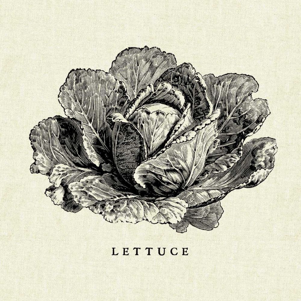 Linen Vegetable BW Sketch Lettuce art print by Studio Mousseau for $57.95 CAD