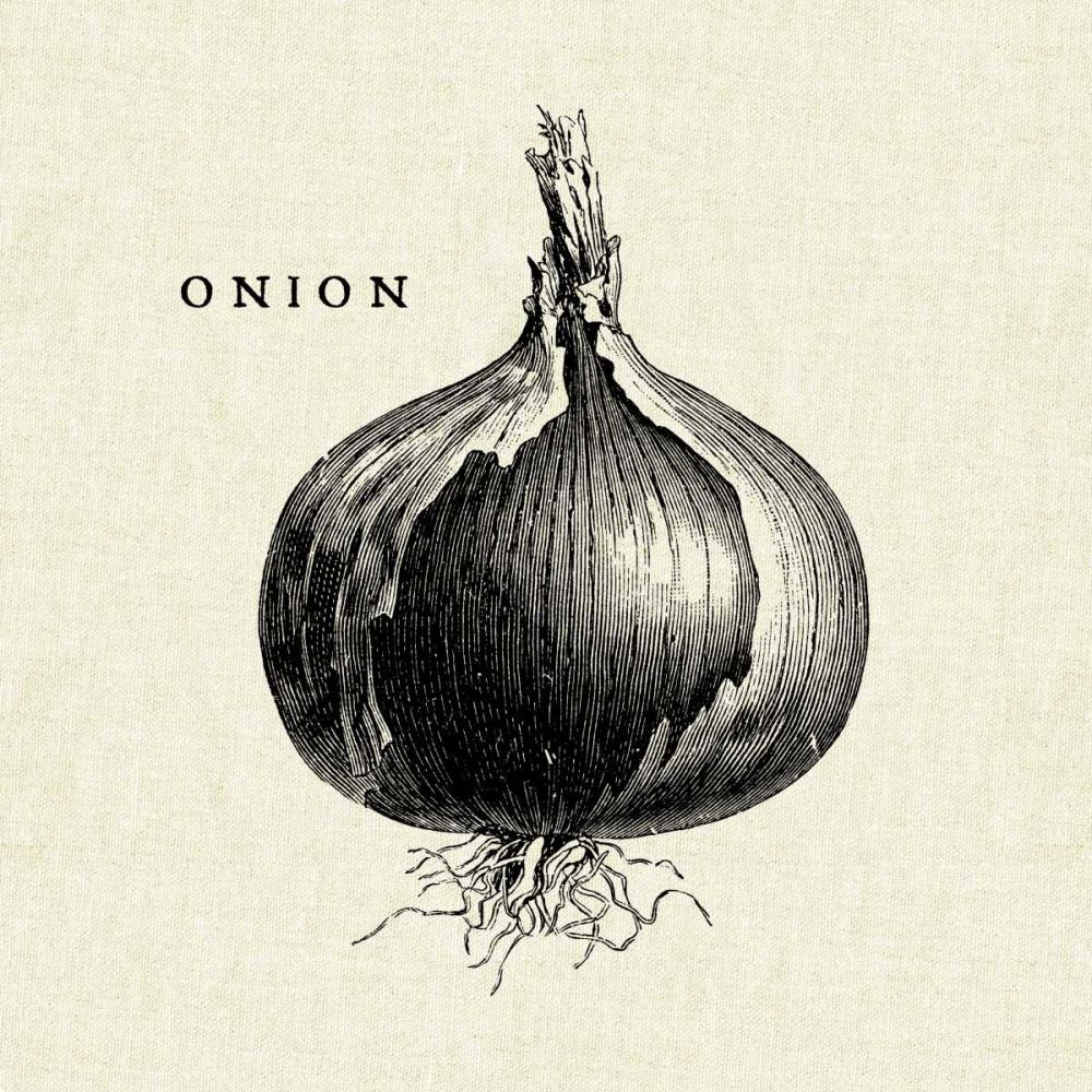 Linen Vegetable BW Sketch Onion art print by Studio Mousseau for $57.95 CAD