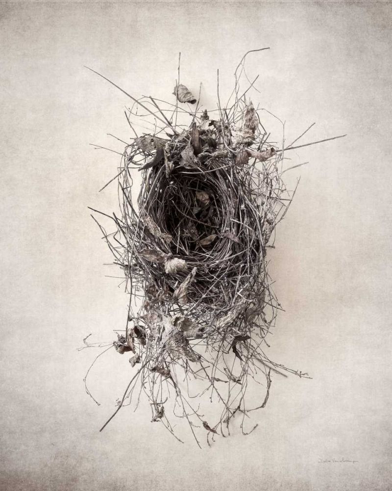 Nest II art print by Debra Van Swearingen for $57.95 CAD