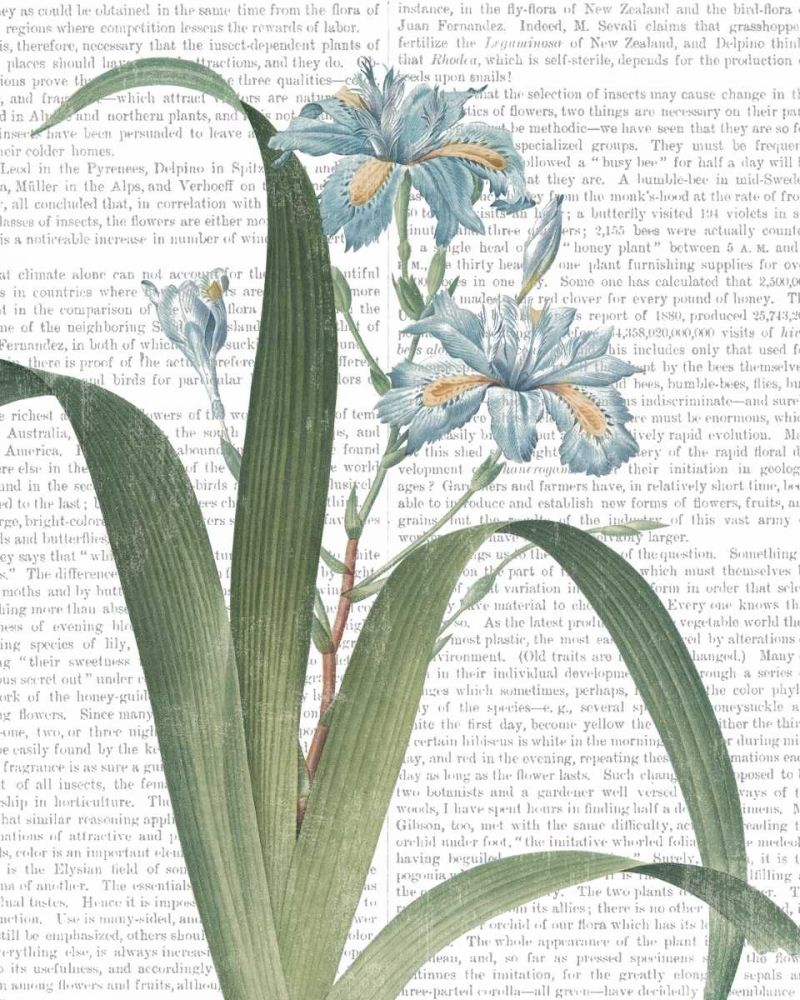 Summer Botanicals III art print by Wild Apple Portfolio for $57.95 CAD