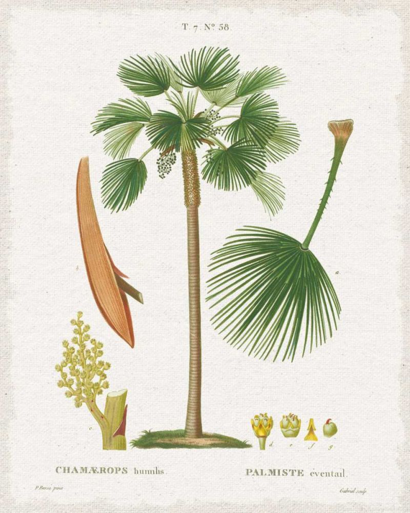 Island Botanicals I art print by Wild Apple Portfolio for $57.95 CAD