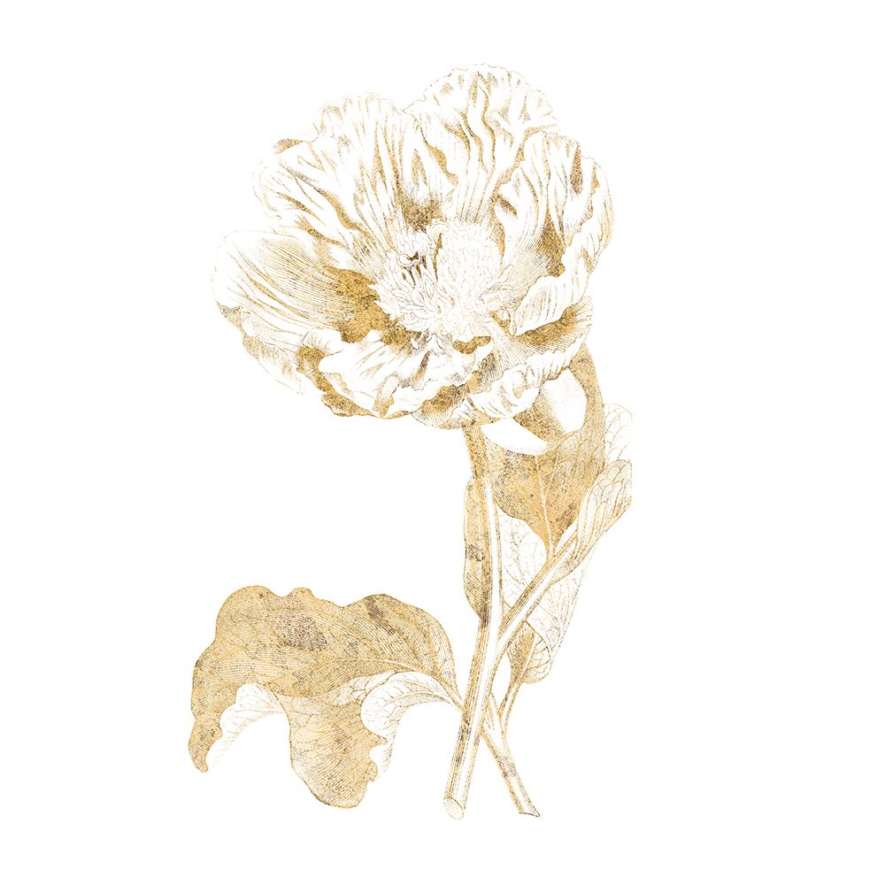 Gilded Botanical VII Sq art print by Wild Apple Portfolio for $57.95 CAD