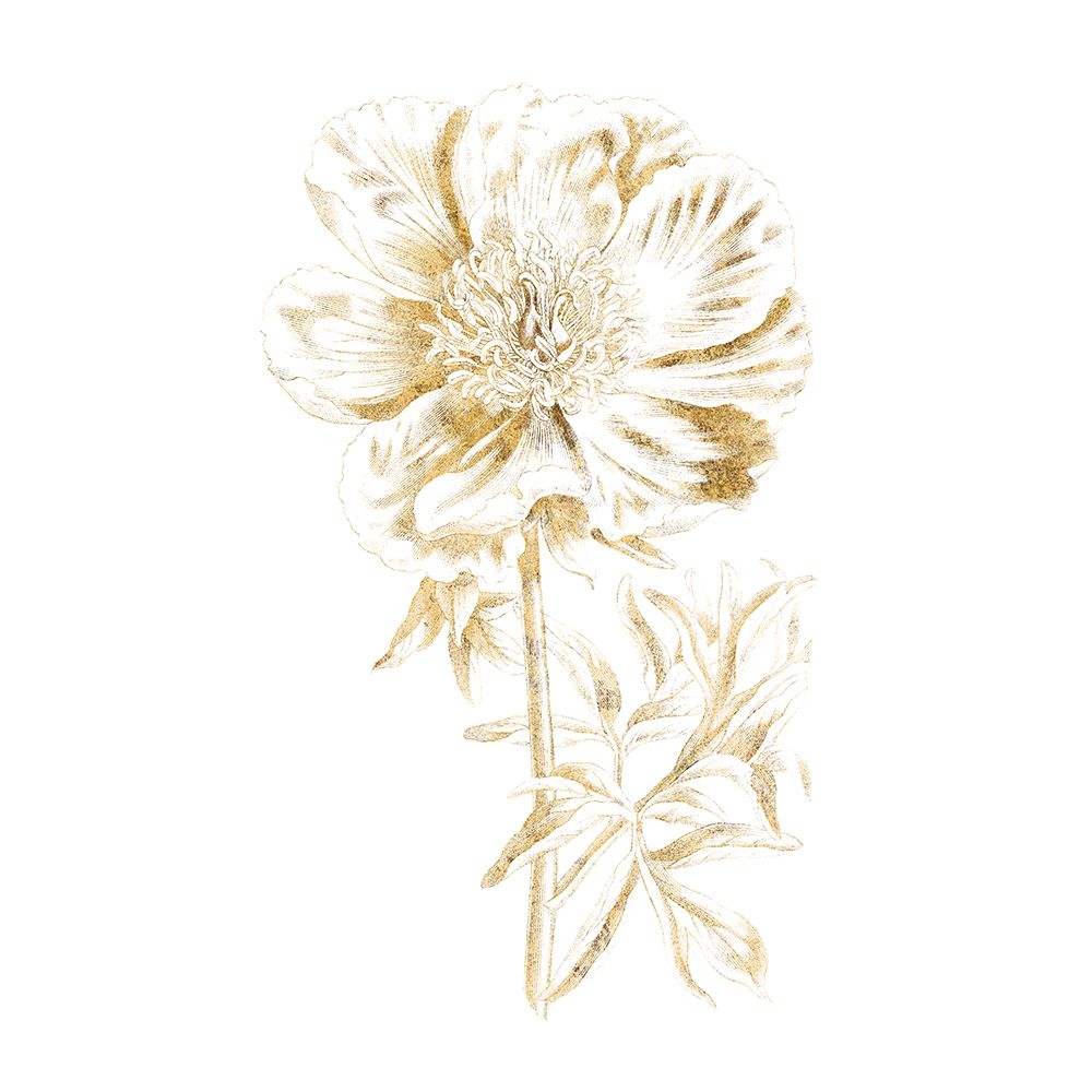Gilded Botanical VIII Sq art print by Wild Apple Portfolio for $57.95 CAD