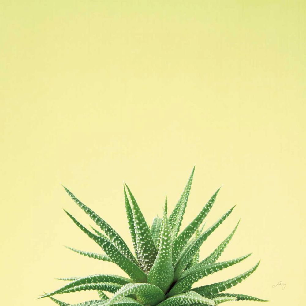 Succulent Simplicity I art print by Felicity Bradley for $57.95 CAD