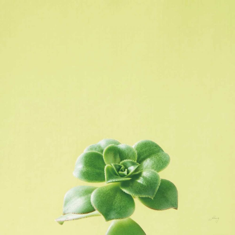 Succulent Simplicity VII art print by Felicity Bradley for $57.95 CAD