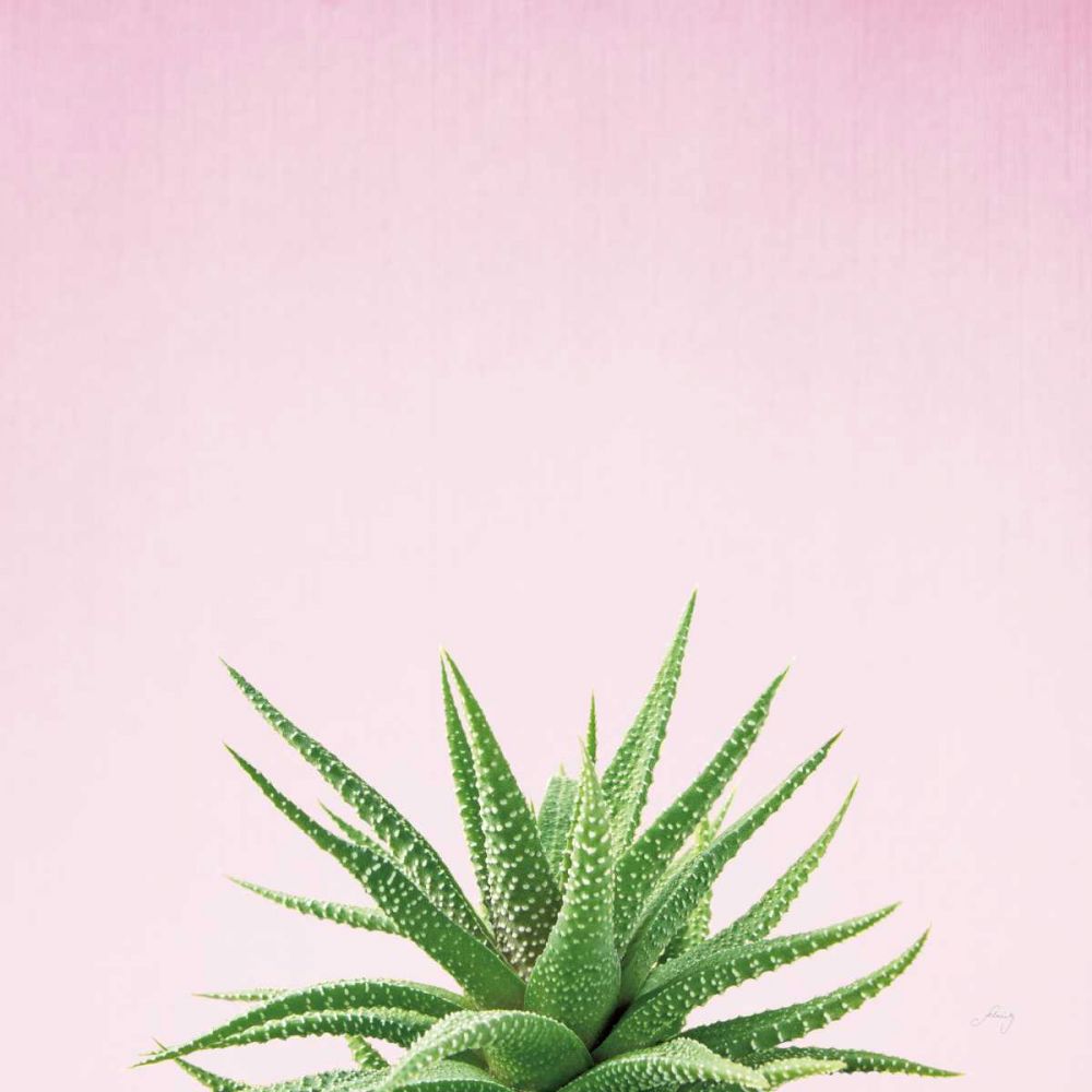 Succulent Simplicity I on Pink art print by Felicity Bradley for $57.95 CAD