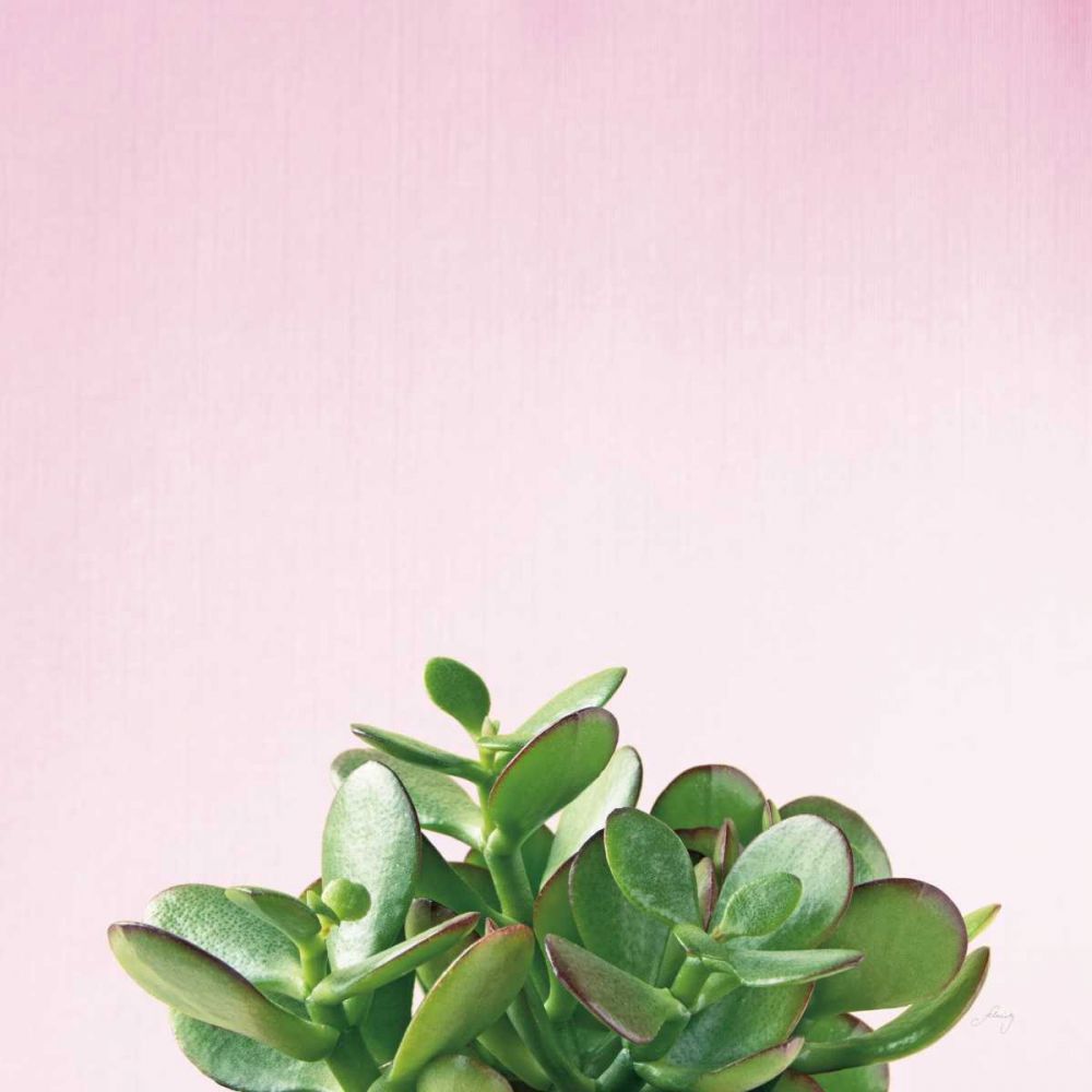 Succulent Simplicity III on Pink art print by Felicity Bradley for $57.95 CAD