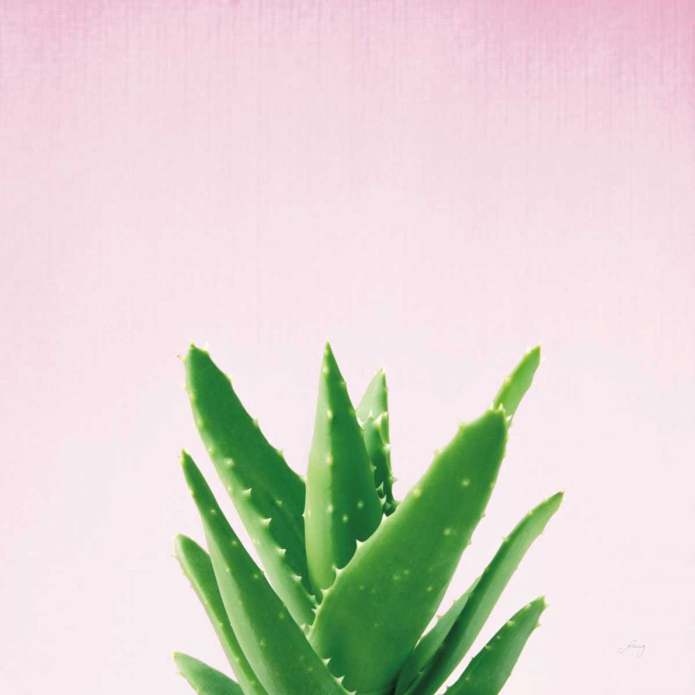 Succulent Simplicity V on Pink art print by Felicity Bradley for $57.95 CAD
