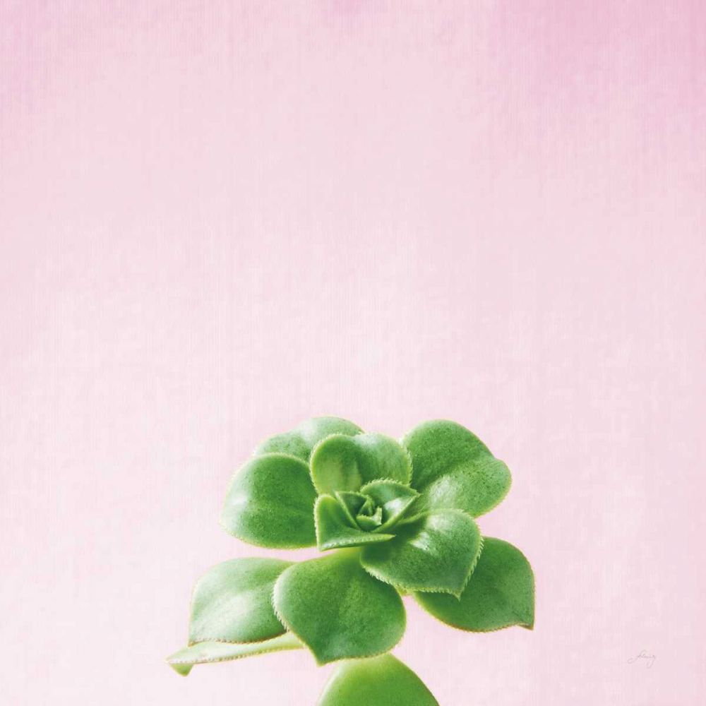 Succulent Simplicity VII on Pink art print by Felicity Bradley for $57.95 CAD