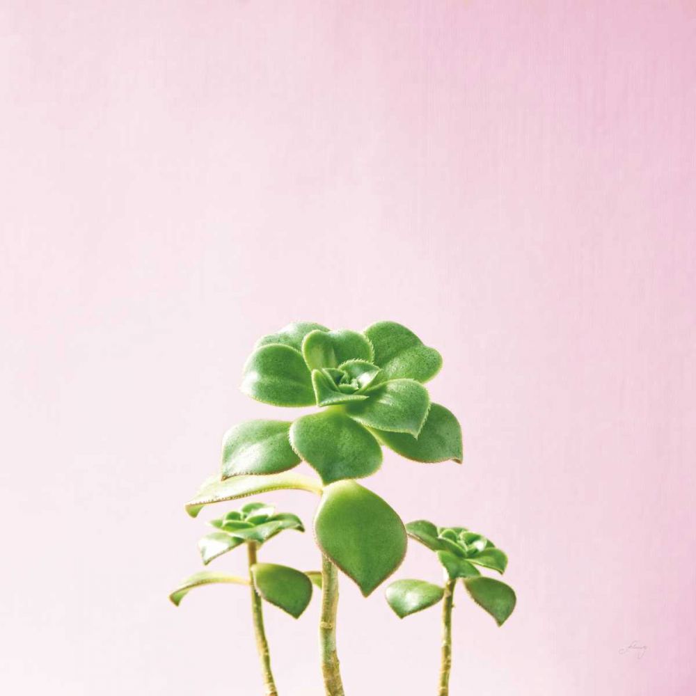 Succulent Simplicity IX on Pink art print by Felicity Bradley for $57.95 CAD