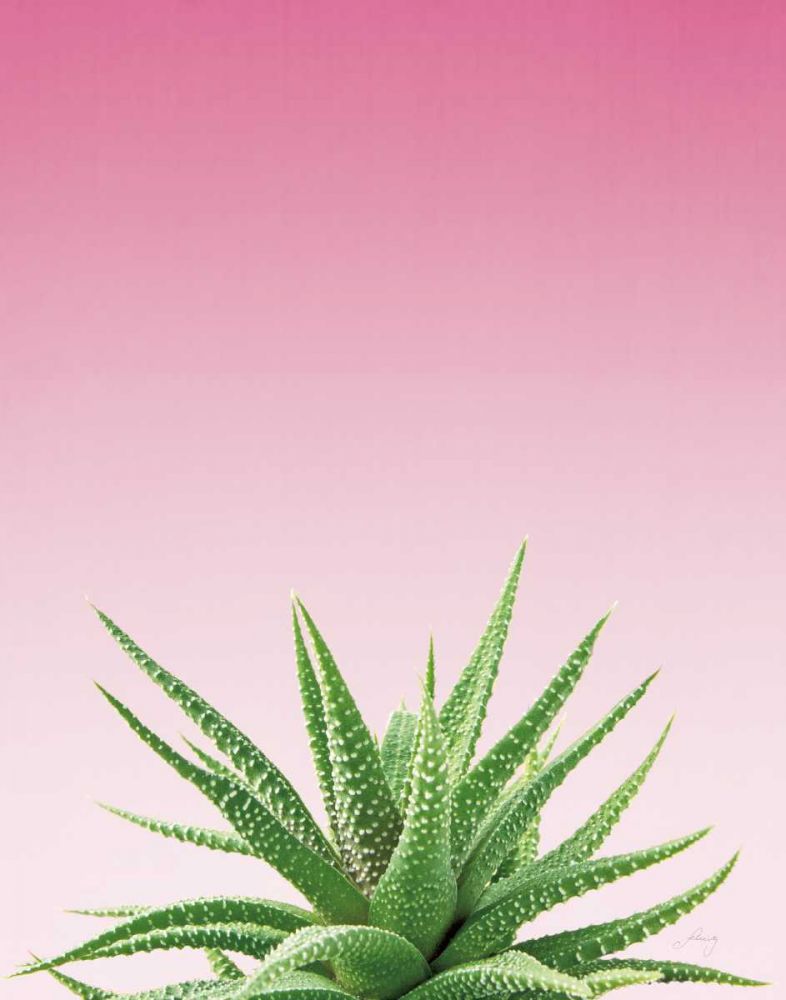 Succulent Simplicity I Pink Ombre Crop art print by Felicity Bradley for $57.95 CAD
