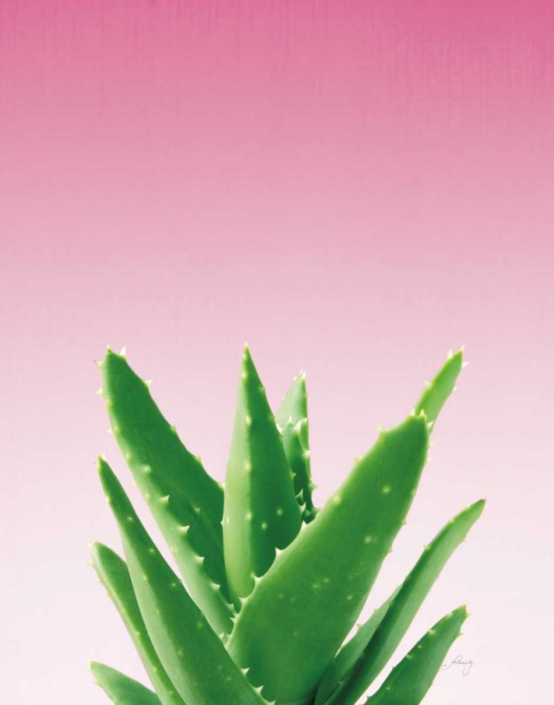 Succulent Simplicity V Pink Ombre Crop art print by Felicity Bradley for $57.95 CAD