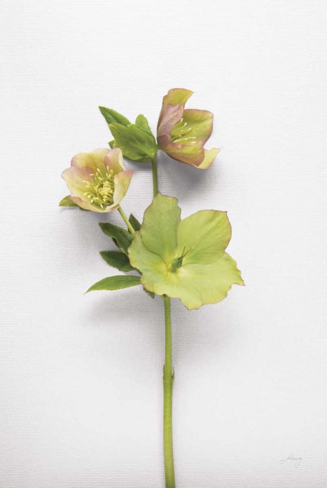 Hellebore Study I art print by Felicity Bradley for $57.95 CAD