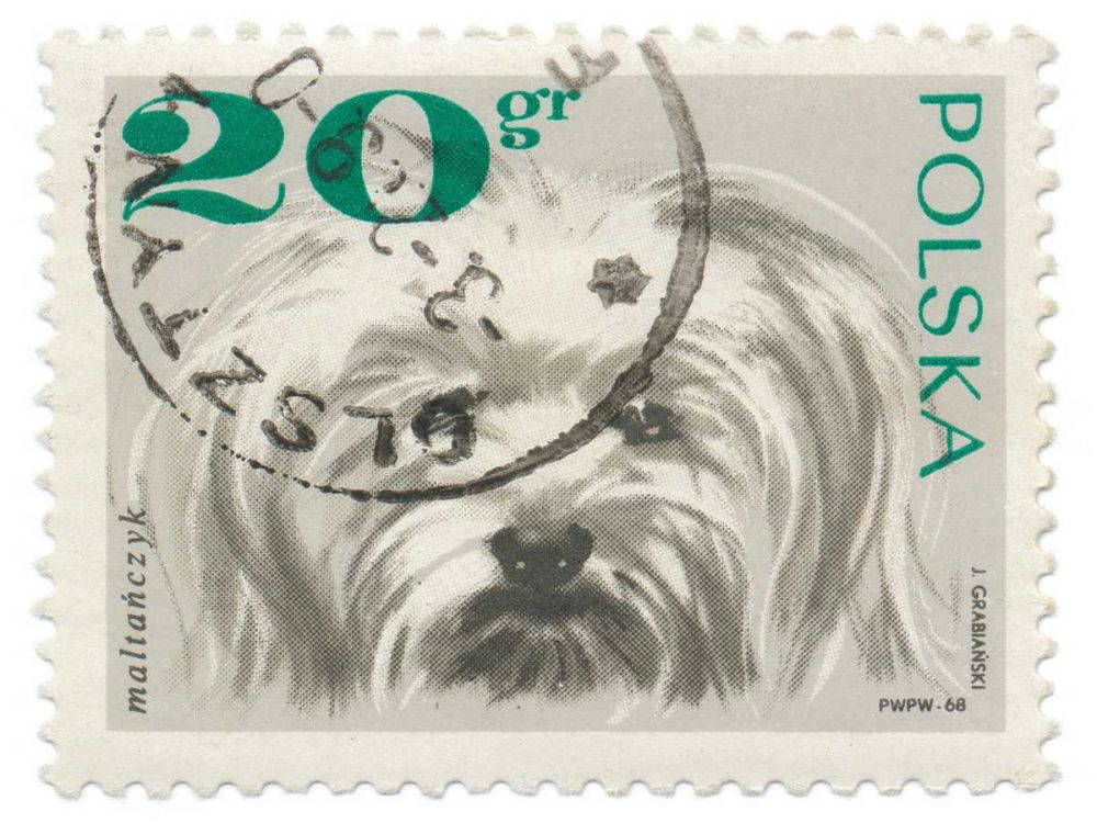 Poland Stamp II on White art print by Wild Apple Portfolio for $57.95 CAD