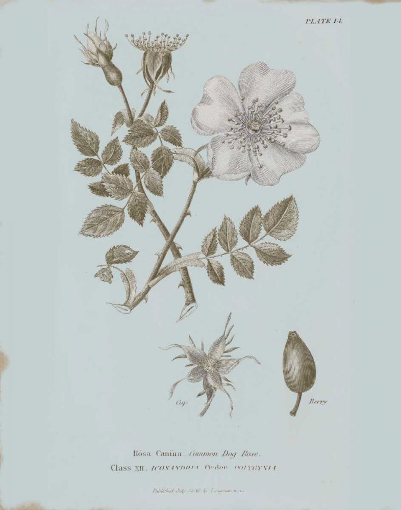 Conversations on Botany IV Blue art print by Wild Apple Portfolio for $57.95 CAD
