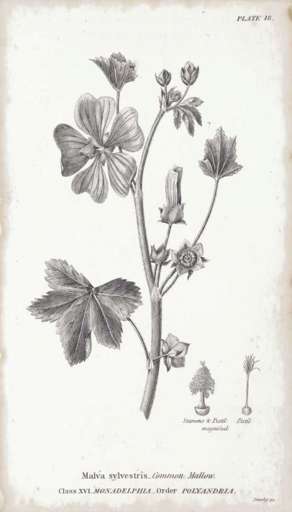 Conversations on Botany VII art print by Wild Apple Portfolio for $57.95 CAD
