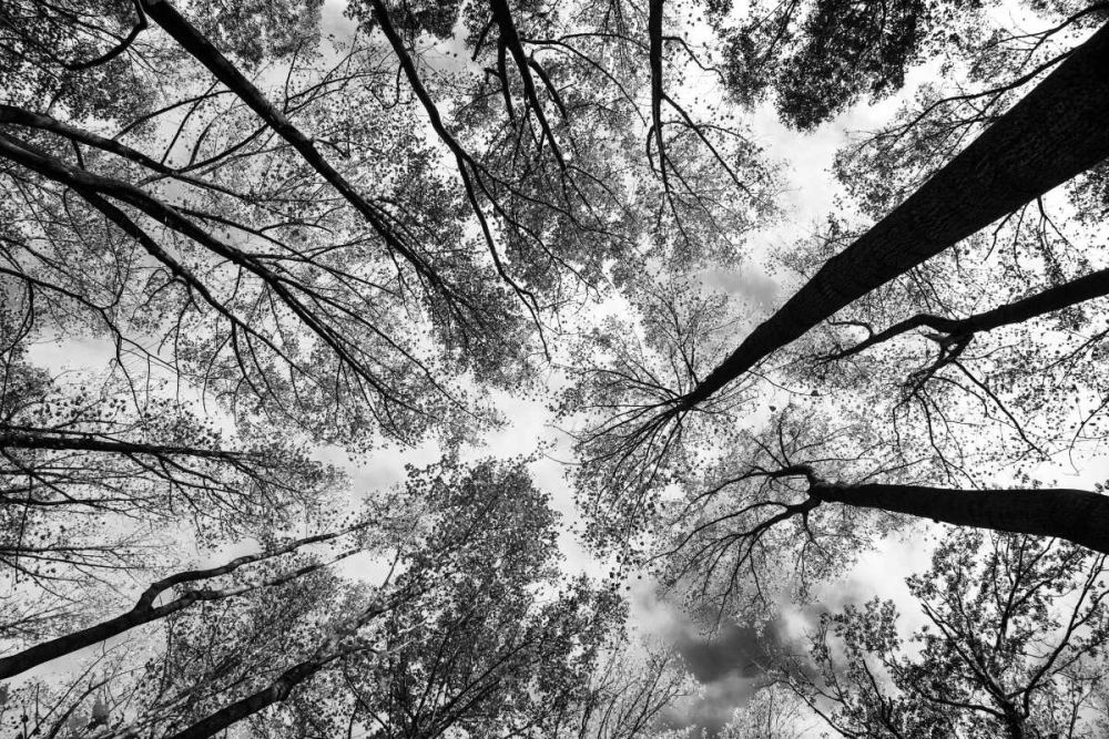 Looking Up I BW art print by Aledanda for $57.95 CAD