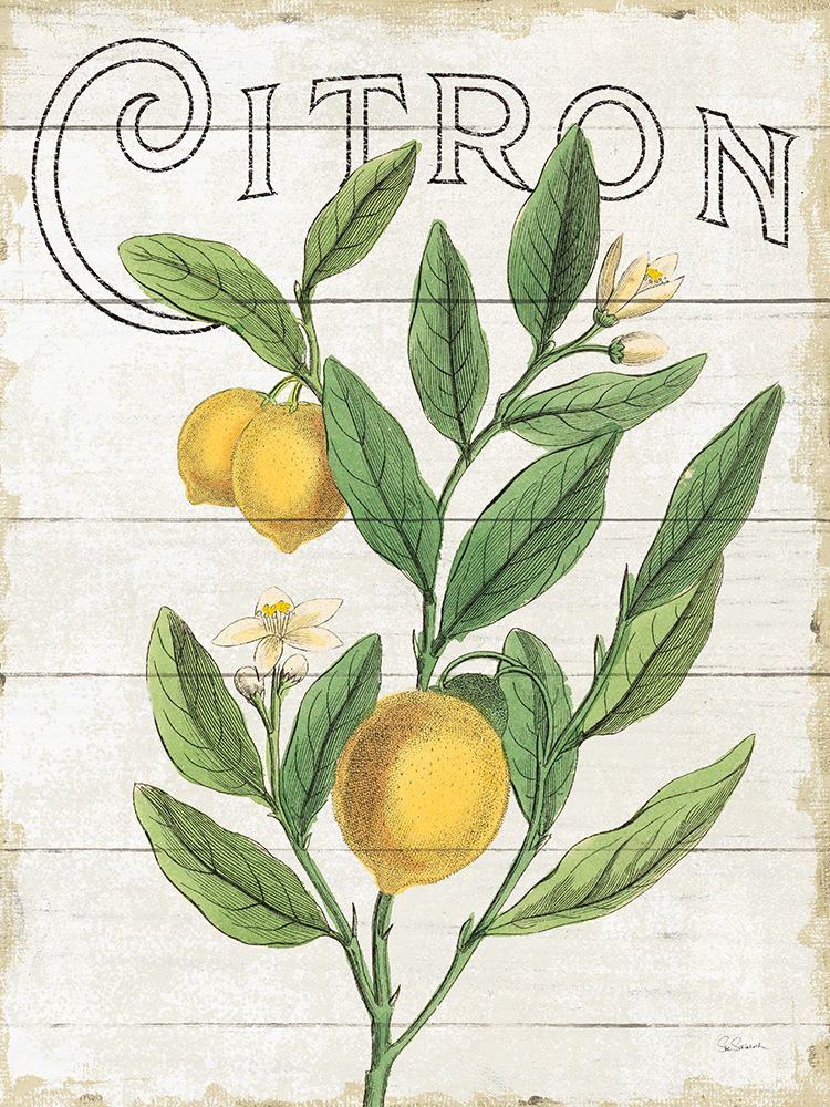 Classic Citrus V Shiplap art print by Sue Schlabach for $57.95 CAD