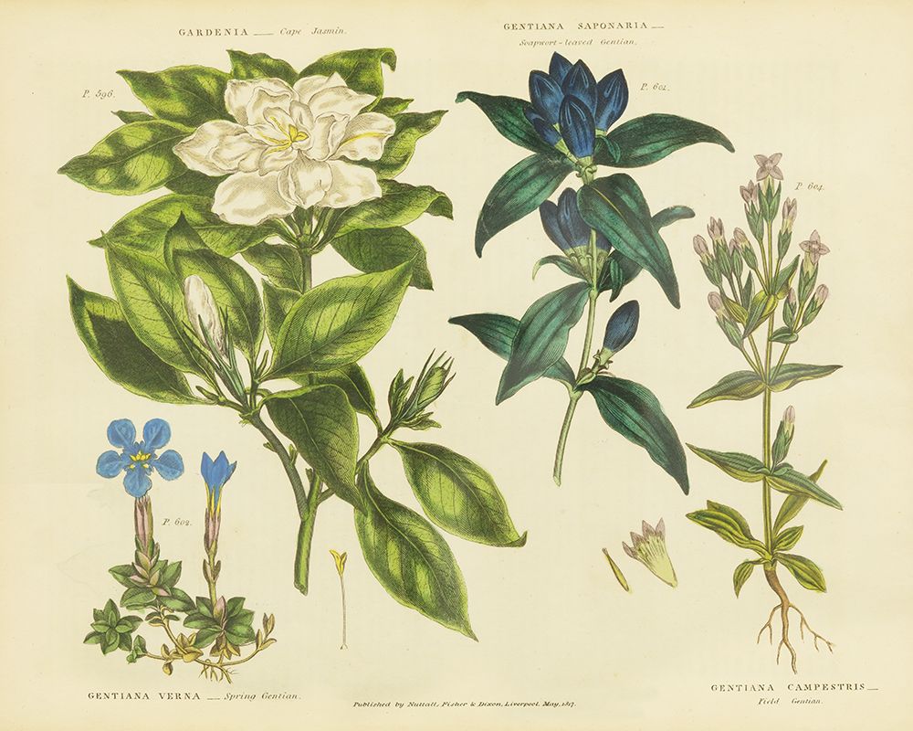 Herbal Botanical IX art print by Wild Apple Portfolio for $57.95 CAD