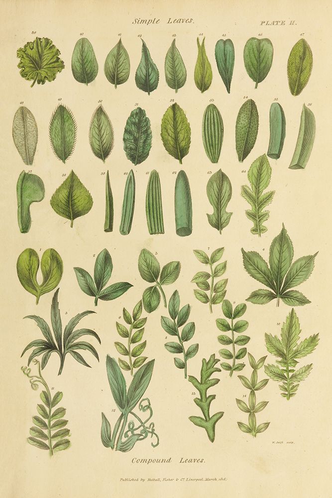 Herbal Botanical X art print by Wild Apple Portfolio for $57.95 CAD
