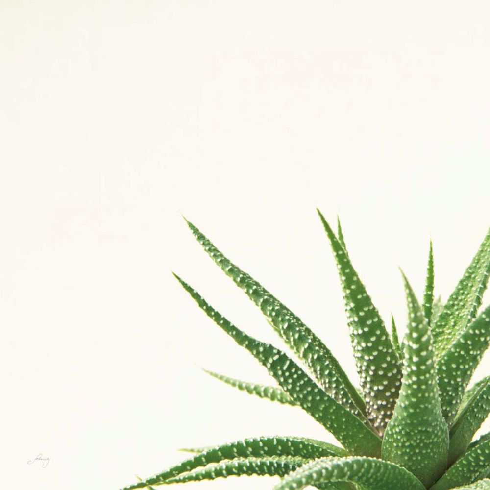 Succulent Simplicity II Neutral art print by Felicity Bradley for $57.95 CAD