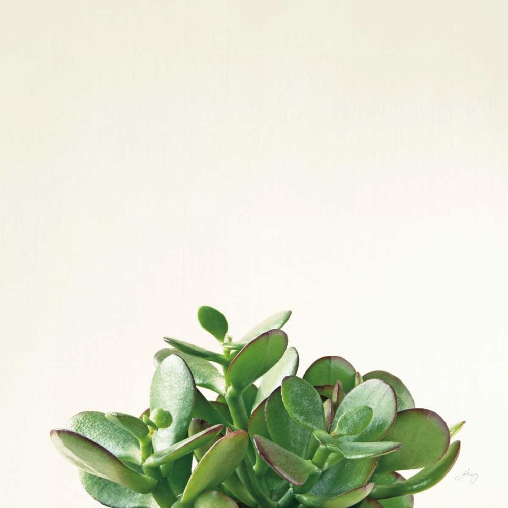 Succulent Simplicity III Neutral art print by Felicity Bradley for $57.95 CAD