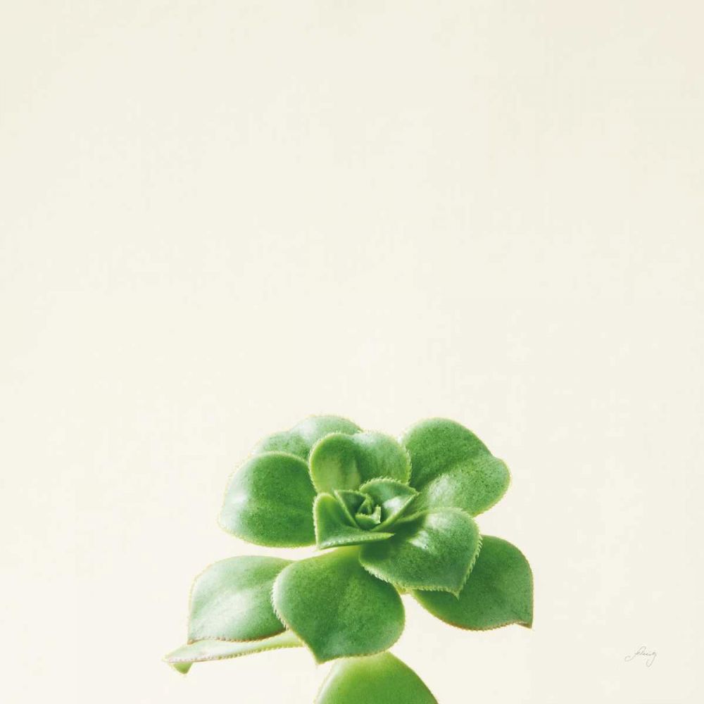 Succulent Simplicity VII Neutral art print by Felicity Bradley for $57.95 CAD