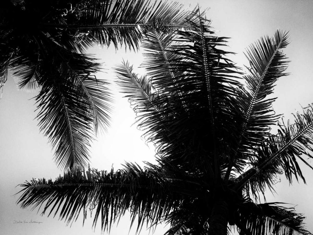 Palm Tree Looking Up I art print by Debra Van Swearingen for $57.95 CAD