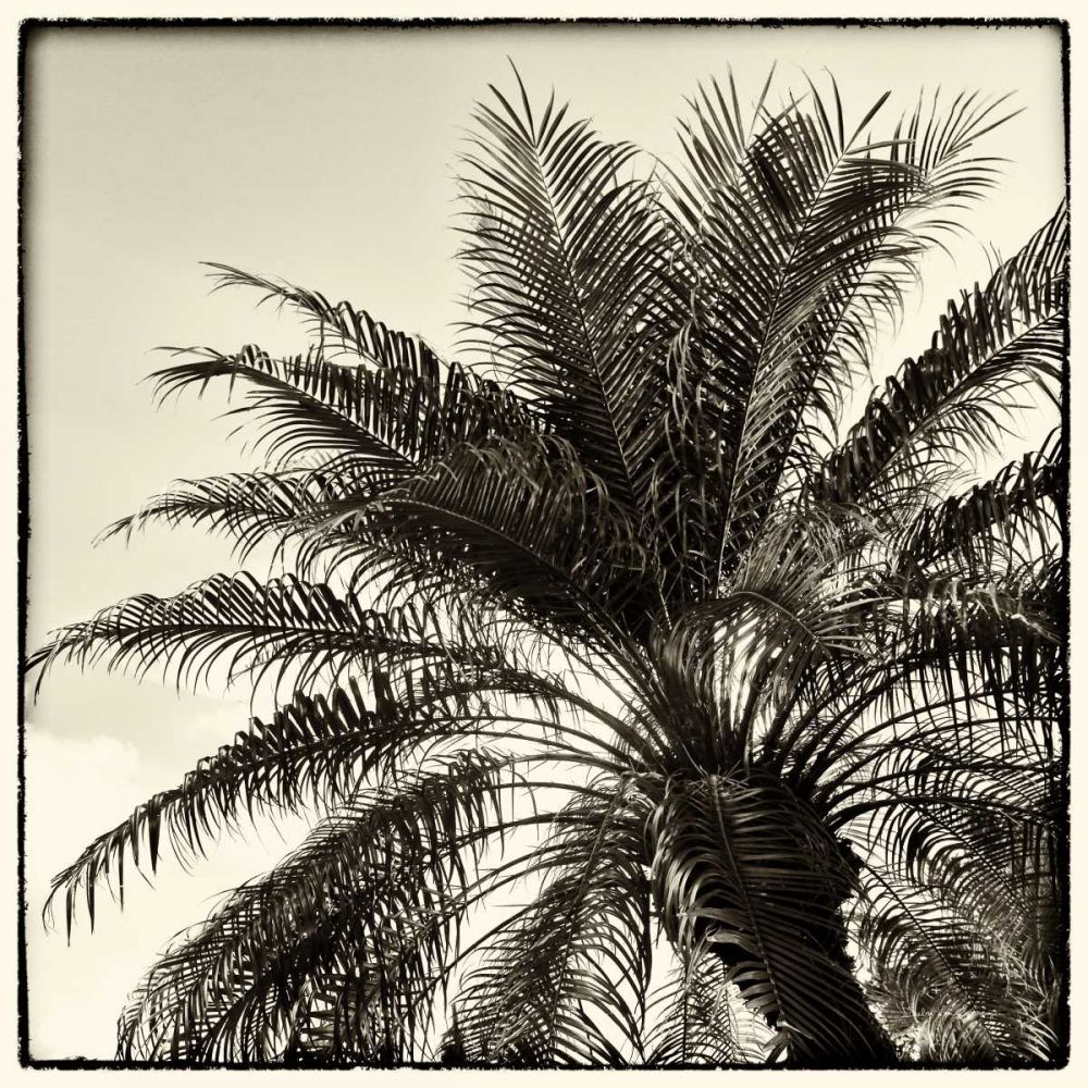 Palm Tree Sepia I art print by Debra Van Swearingen for $57.95 CAD