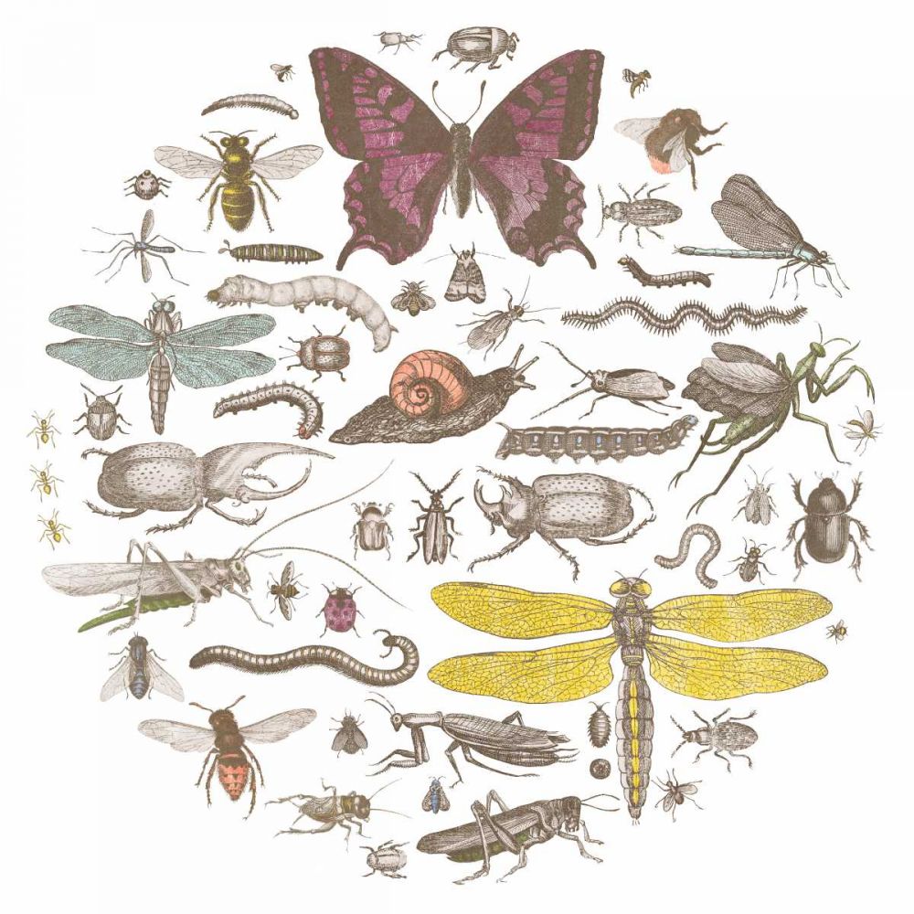 Insect Circle II Bright art print by Wild Apple Portfolio for $57.95 CAD