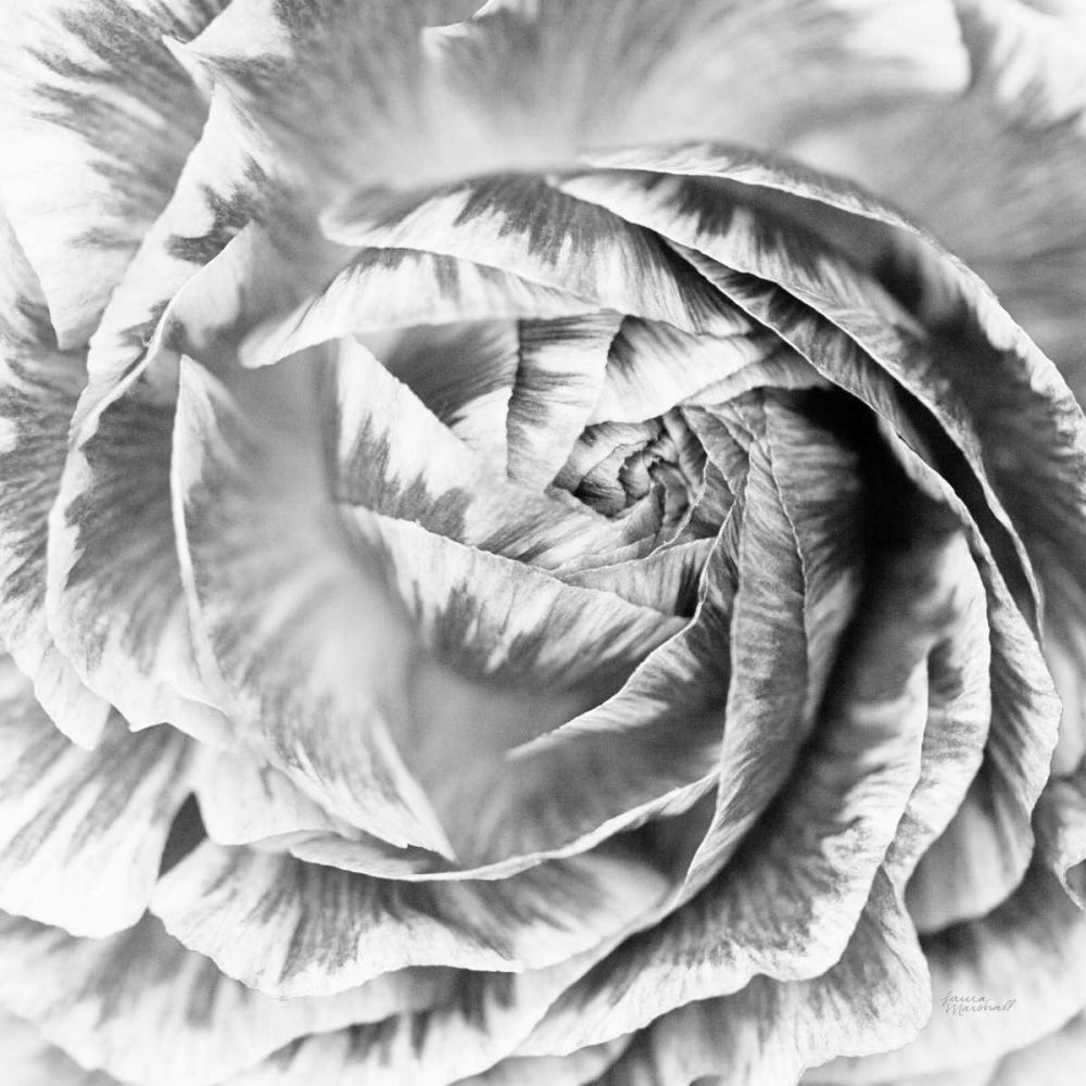 Ranunculus Abstract IV BW Light art print by Laura Marshall for $57.95 CAD