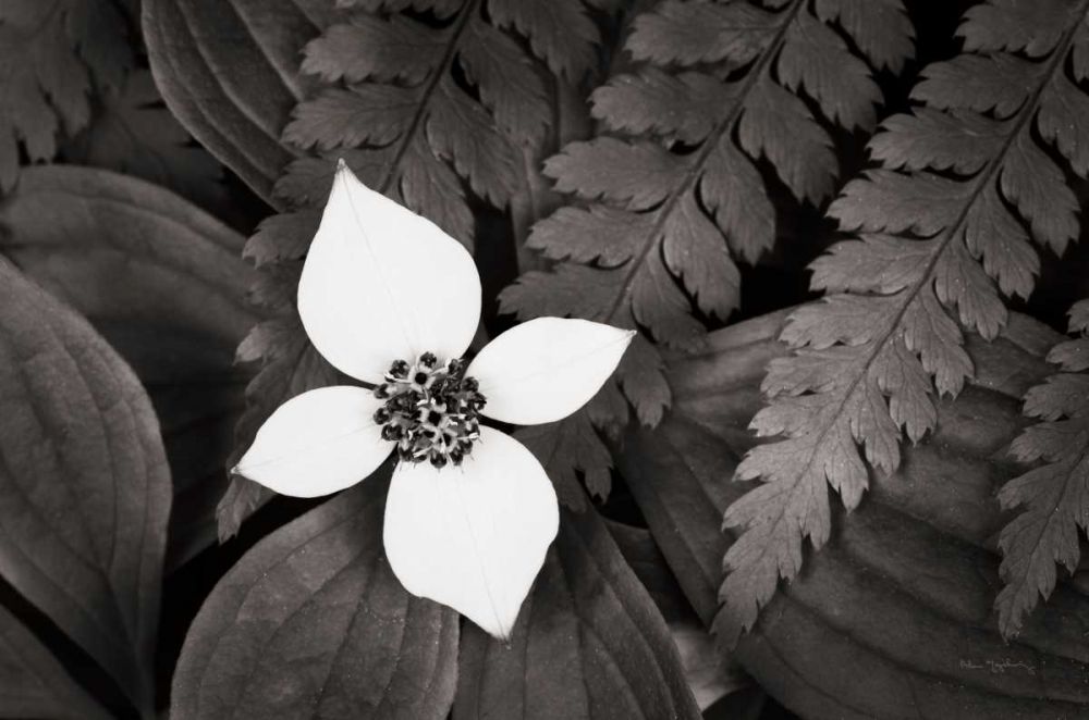 Bunchberry and Ferns I BW art print by Lisa Audit for $57.95 CAD