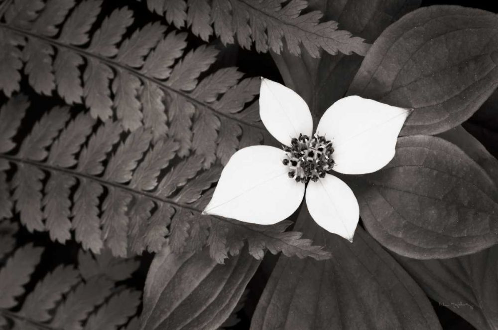 Bunchberry and Ferns II BW art print by Lisa Audit for $57.95 CAD