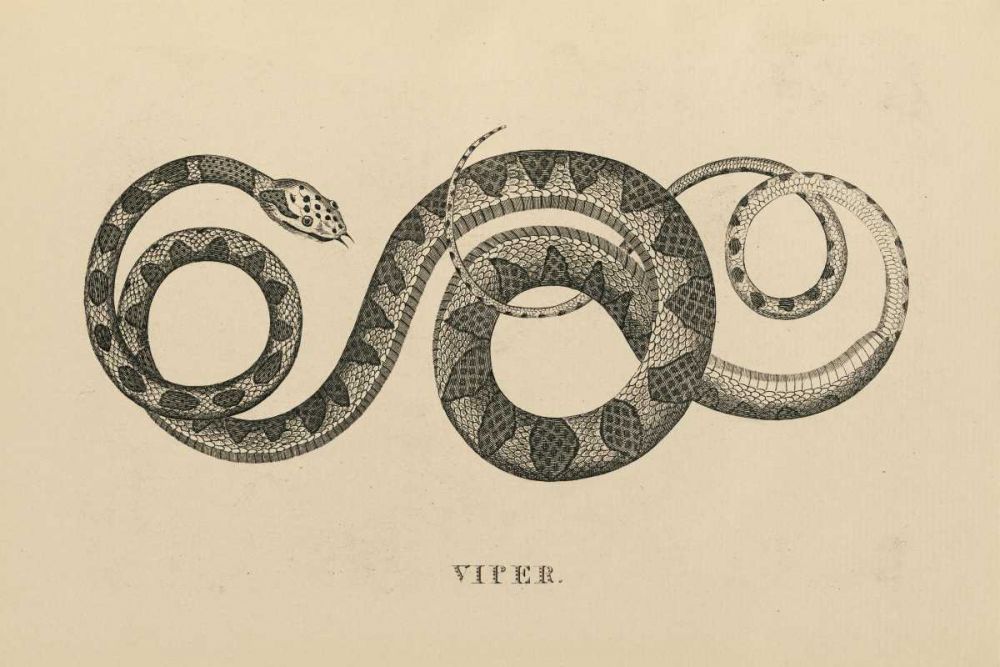 Vintage Viper art print by Wild Apple Portfolio for $57.95 CAD