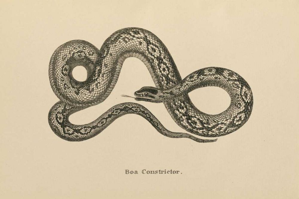Vintage Boa Constrictor art print by Wild Apple Portfolio for $57.95 CAD