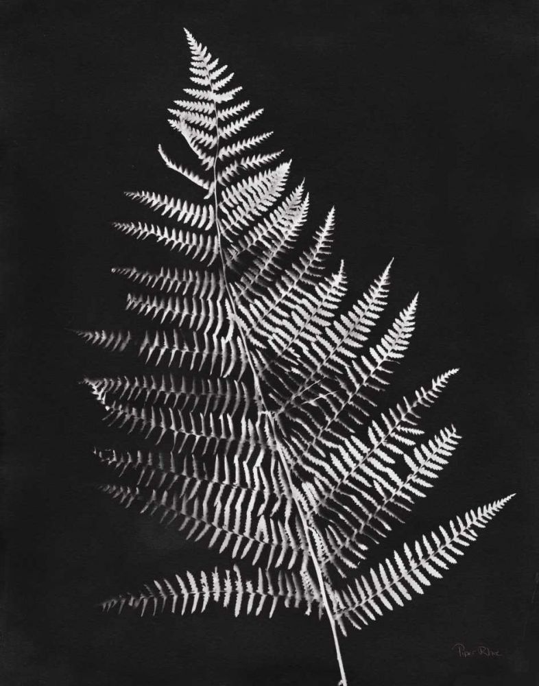 Nature by the Lake Ferns VI Black Crop art print by Piper Rhue for $57.95 CAD
