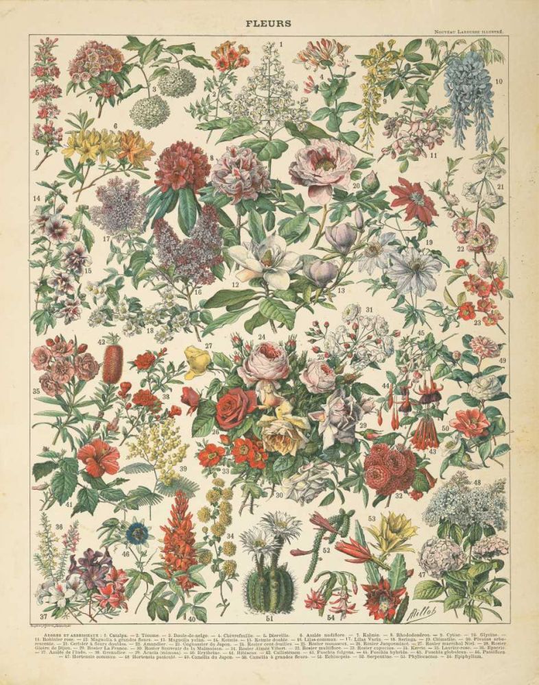 French Flower Chart art print by Wild Apple Portfolio for $57.95 CAD