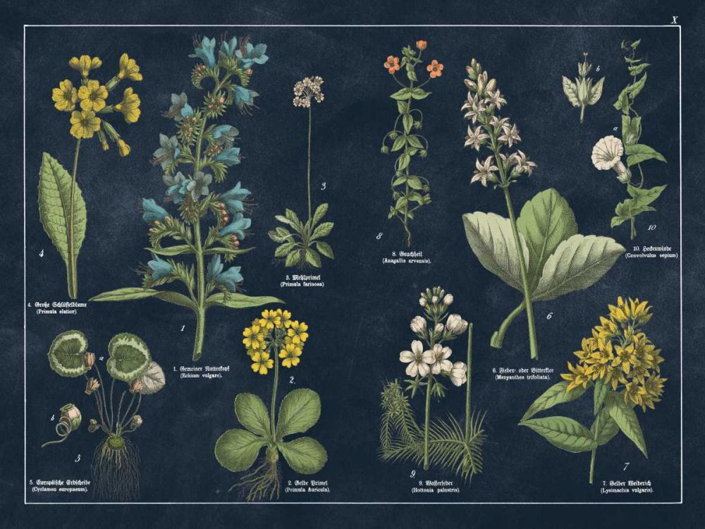 Botanical Floral Chart I Dark Blue art print by Wild Apple Portfolio for $57.95 CAD