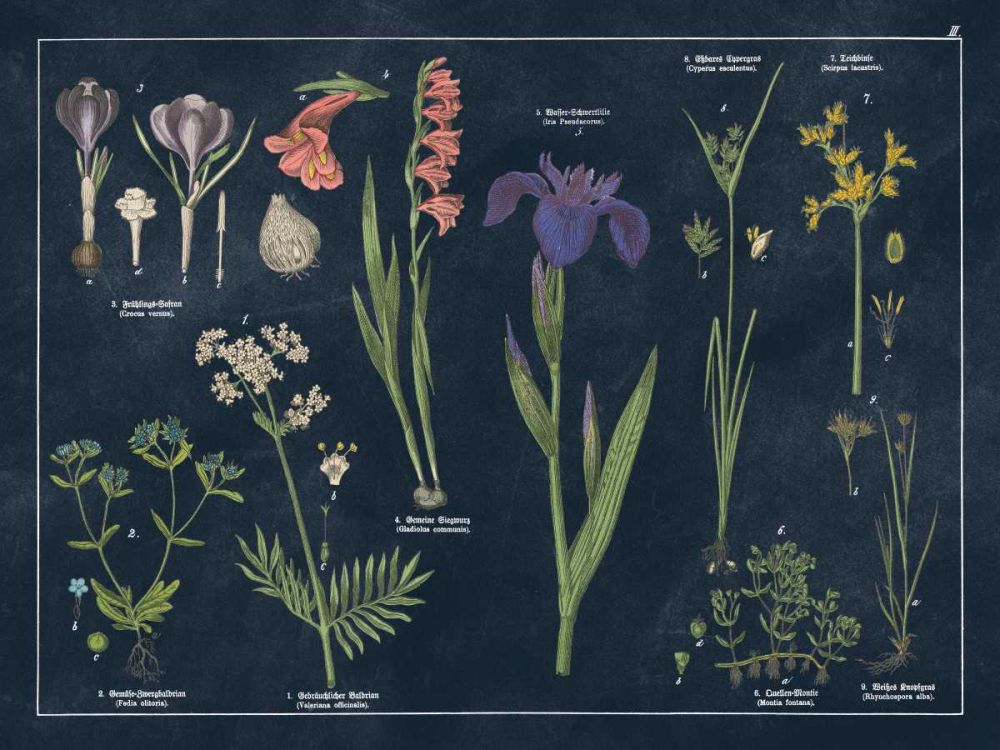 Botanical Floral Chart II Dark Blue art print by Wild Apple Portfolio for $57.95 CAD