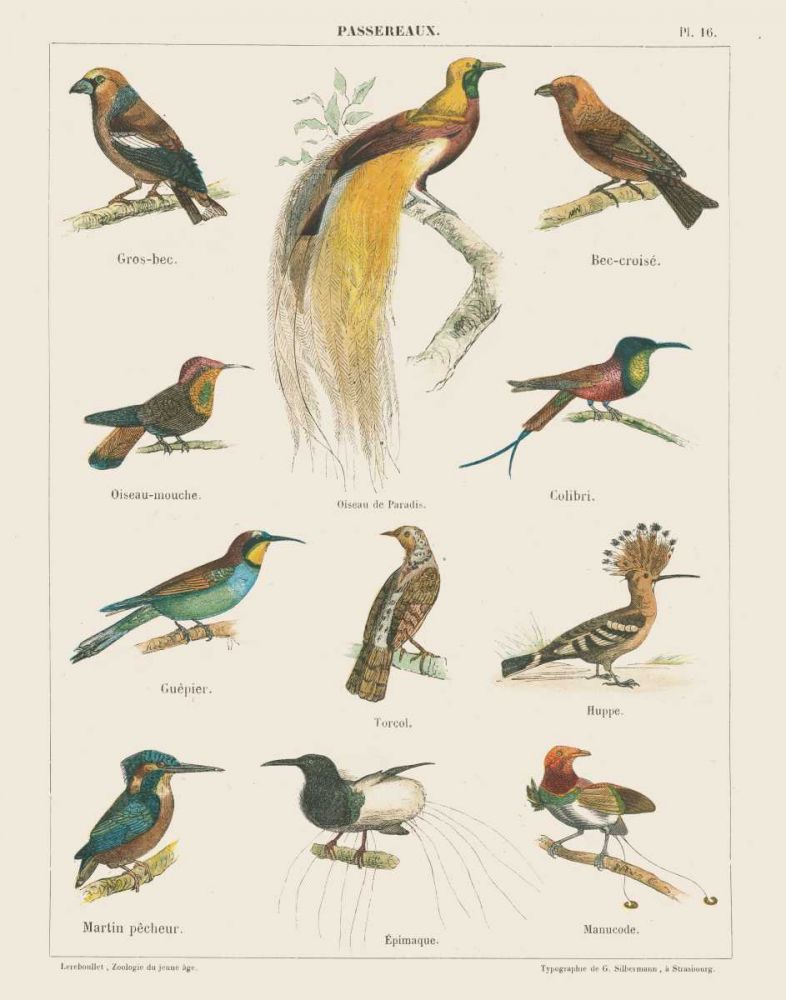 Bird Chart I art print by Wild Apple Portfolio for $57.95 CAD