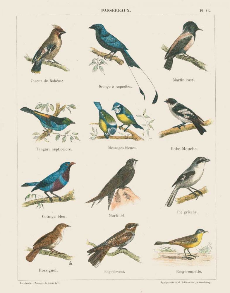 Bird Chart II art print by Wild Apple Portfolio for $57.95 CAD