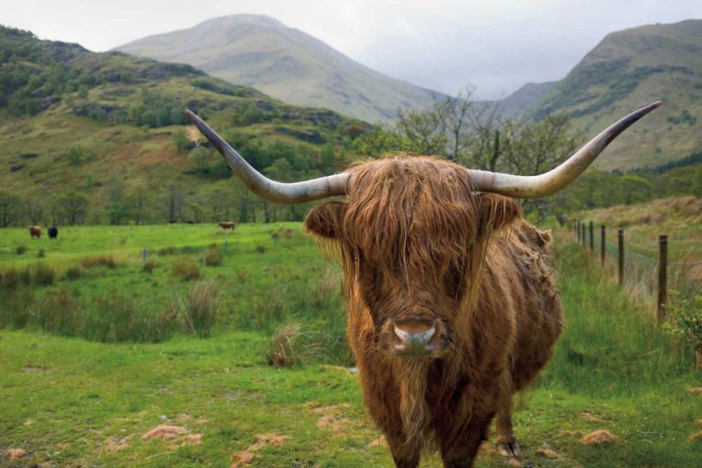 Scottish Highland Cattle III art print by Alan Majchrowicz for $57.95 CAD