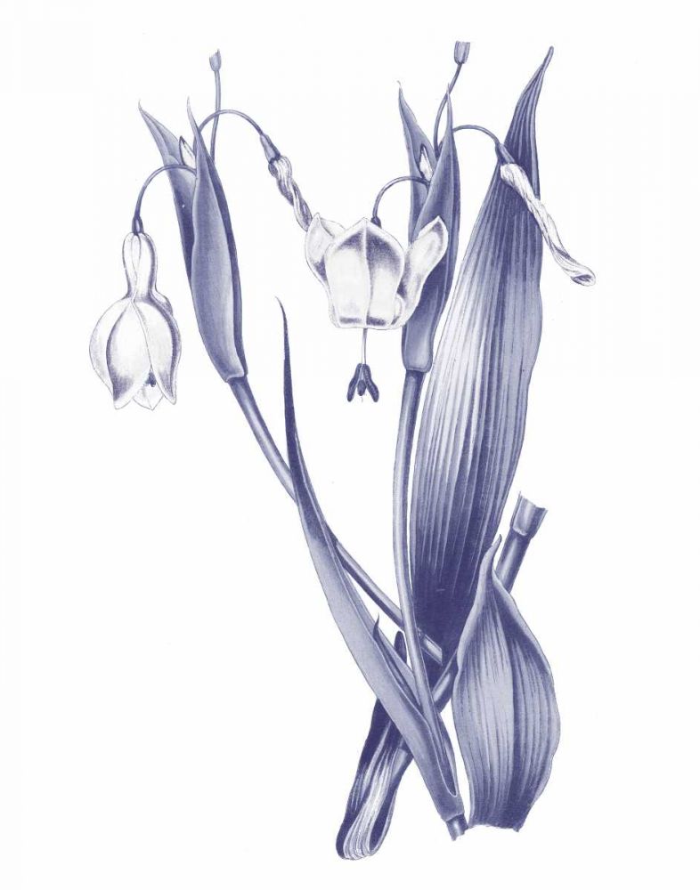 Dark Blue Botanical II art print by Wild Apple Portfolio for $57.95 CAD