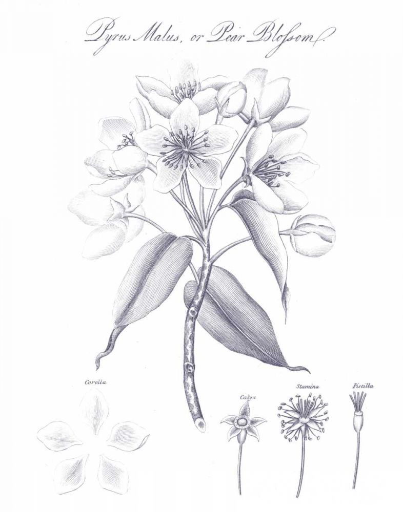 Elements of Botany VIII Blue art print by Wild Apple Portfolio for $57.95 CAD
