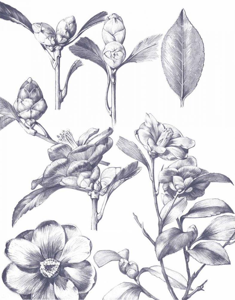 Lithograph Florals II Blue art print by Wild Apple Portfolio for $57.95 CAD