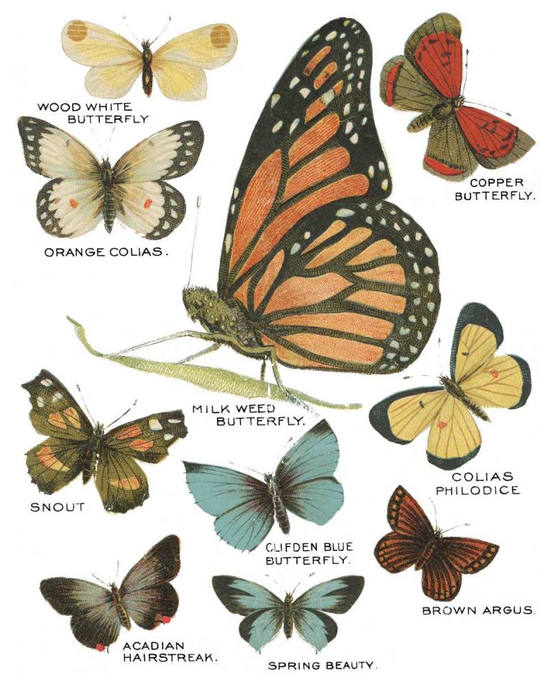 Botanical Butterflies Postcard II White art print by Wild Apple Portfolio for $57.95 CAD