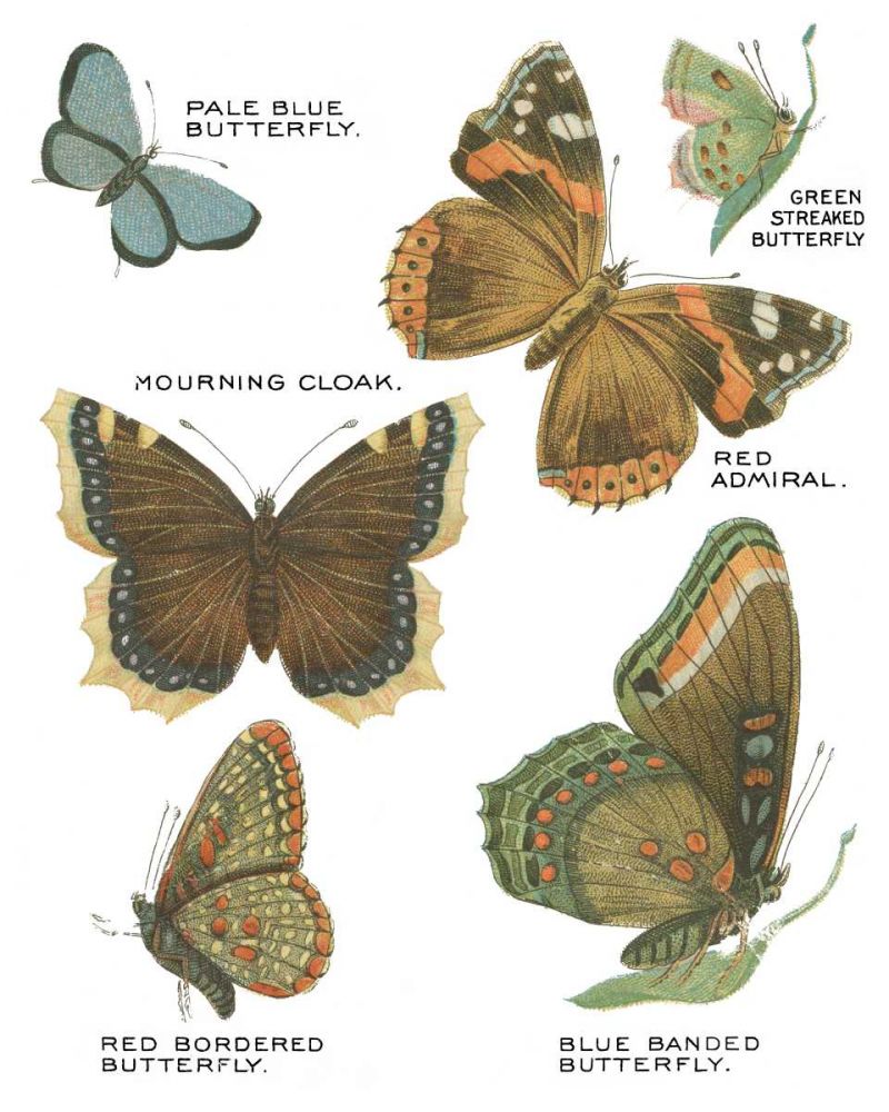Botanical Butterflies Postcard III White art print by Wild Apple Portfolio for $57.95 CAD