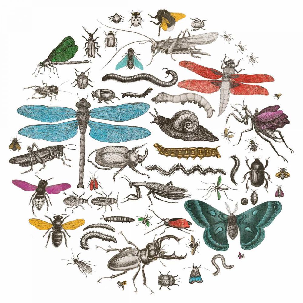Insect Circle I Bright v2 art print by Wild Apple Portfolio for $57.95 CAD