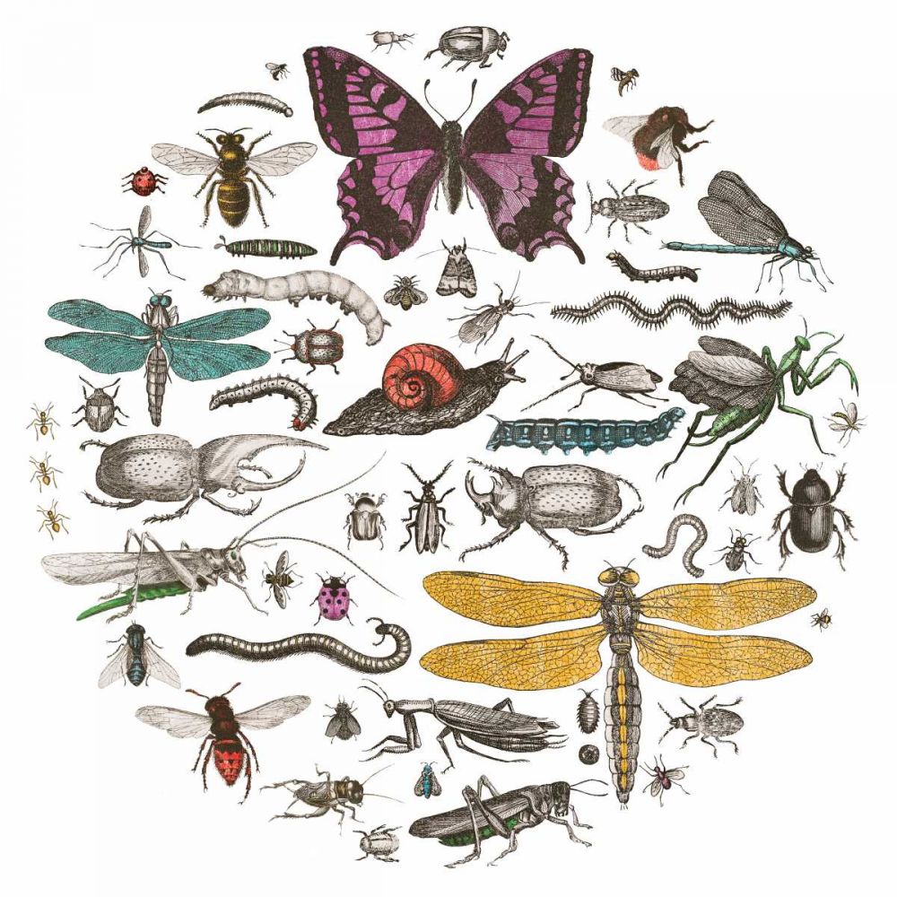 Insect Circle II Bright v2 art print by Wild Apple Portfolio for $57.95 CAD