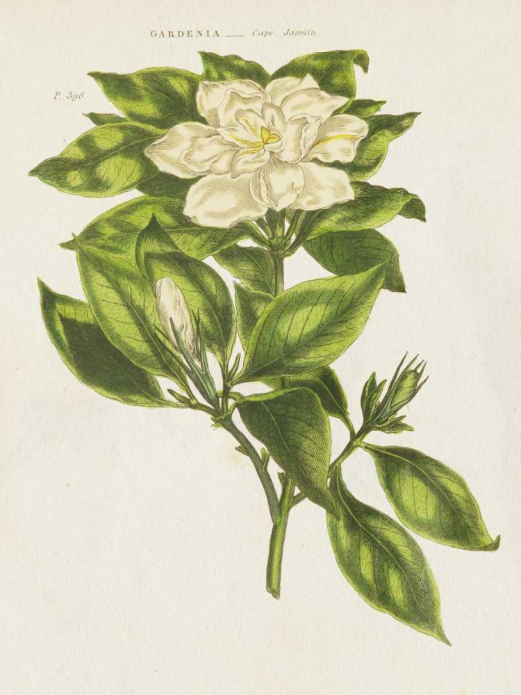 Herbal Botanical IX Flower art print by Wild Apple Portfolio for $57.95 CAD